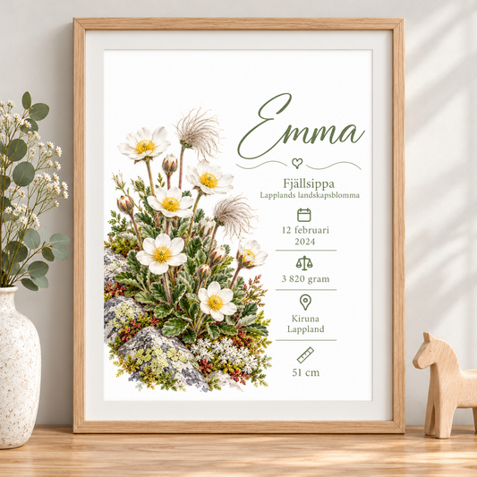 Födelsetavla med fjällsippa, Lapplands landskapsblomma, i ekmönstrad ram